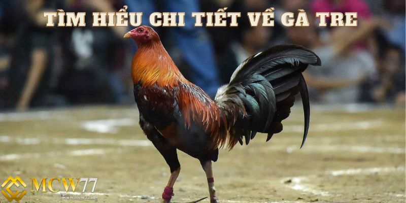 Tìm hiểu chi tiết về đá gà tre