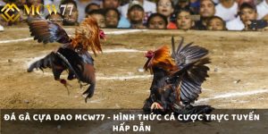 Đá Gà Cựa Dao Mcw77 - Hình Thức Cá Cược Trực Tuyến Hấp Dẫn