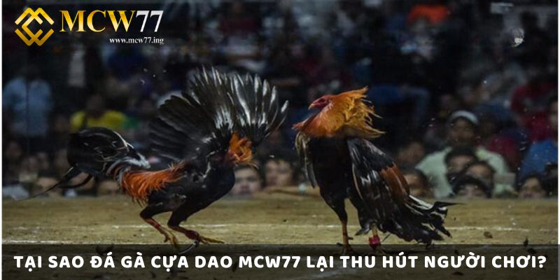 Tại Sao Đá Gà Cựa Dao Mcw77 Lại Thu Hút Người Chơi?