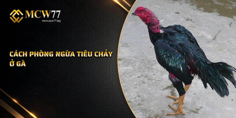 Cách Phòng Ngừa Tiêu Chảy Ở Gà