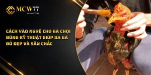 Cách vào nghệ cho gà chọi đúng kỹ thuật giúp da gà đỏ đẹp