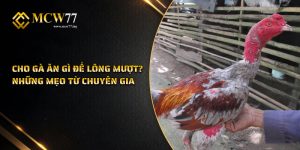 Cho gà ăn gì để lông mượt? Những mẹo từ chuyên gia