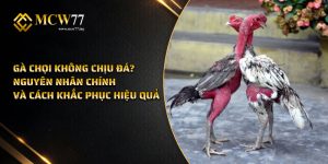 Gà chọi không chịu đá? Nguyên nhân chính và cách khắc phục hiệu quả