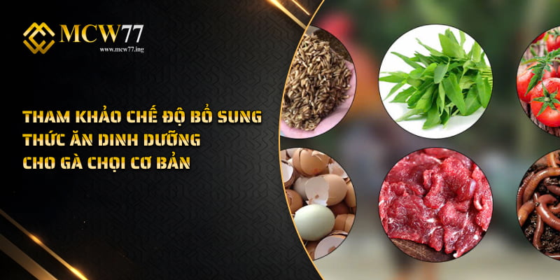 Tham khảo chế độ bổ sung thức ăn dinh dưỡng cho gà chọi cơ bản