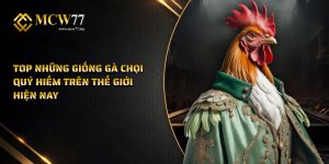 Top Những Giống Gà Chọi Quý Hiếm Trên Thế Giới Hiện Nay