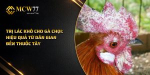 Trị Lác Khô Cho Gà Chọi: Hiệu Quả Từ Dân Gian Đến Thuốc Tây